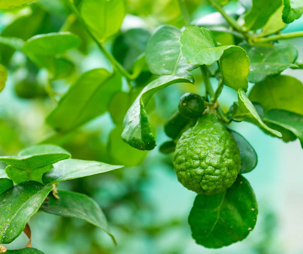 Everything you need to know about Bergamot Essential Oil