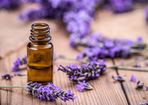 7  Benefits Of Lavender Essential Oil