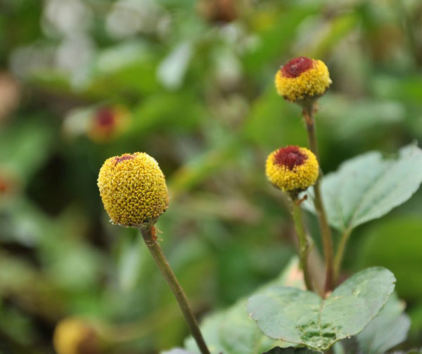 The Natural Botox: Exploring the Benefits of Spilanthes Acmella in Skincare